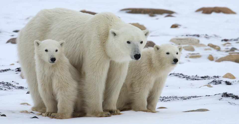 High Quality Polar bears Blank Meme Template