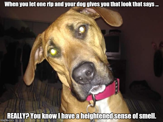 Ooh ooh that smell, the smell that surrounds you. | When you let one rip and your dog gives you that look that says ... REALLY? You know I have a heightened sense of smell. | image tagged in dogs,memes,funny,farting,animal meme,bad smell | made w/ Imgflip meme maker
