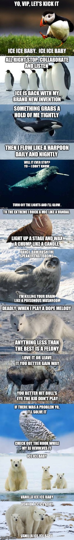 I know. I know. Penguins and polar bears live on opposites of the globe. Just give me this one please. :) | image tagged in song lyrics,lyrics,vanilla ice,polar bear,penguins,puffin | made w/ Imgflip meme maker