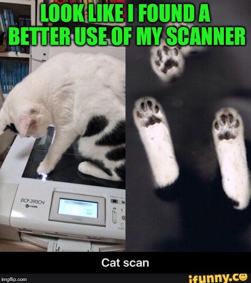 Better use | LOOK LIKE I FOUND A BETTER USE OF MY SCANNER | image tagged in my printer,better use,cat,cute cat | made w/ Imgflip meme maker
