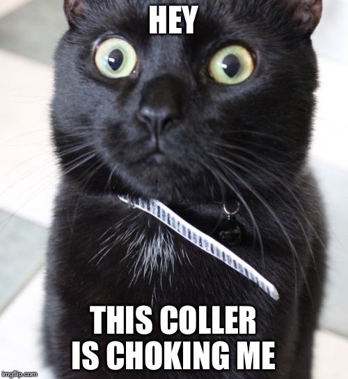 Woah Kitty Meme | HEY; THIS COLLER IS CHOKING ME | image tagged in memes,woah kitty | made w/ Imgflip meme maker