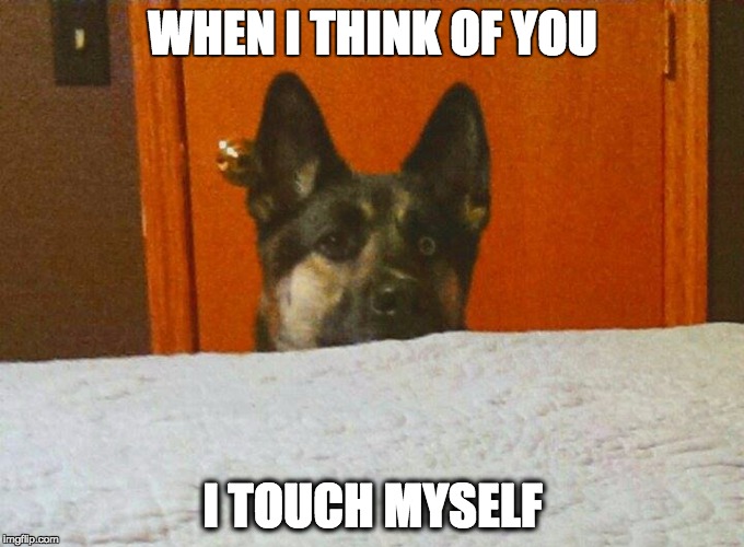 Bowie Dog | WHEN I THINK OF YOU; I TOUCH MYSELF | image tagged in husky,dog,creepy,bowie | made w/ Imgflip meme maker