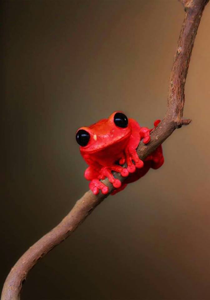 red frog Blank Meme Template