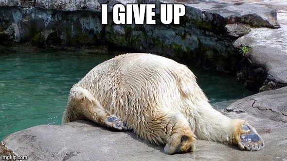 Tired Bear | I GIVE UP | image tagged in tired bear | made w/ Imgflip meme maker