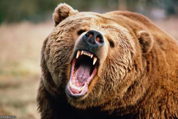 Bear angry | image tagged in bear angry | made w/ Imgflip meme maker