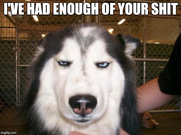 Annoyed Dog | I'VE HAD ENOUGH OF YOUR SHIT | image tagged in annoyed dog | made w/ Imgflip meme maker