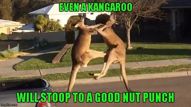 Just goes to show you..."There are no rules in street fighting". | EVEN A KANGAROO; WILL STOOP TO A GOOD NUT PUNCH | image tagged in fighting kangaroos,nut punch,memes,funny,funny animals,animals | made w/ Imgflip meme maker
