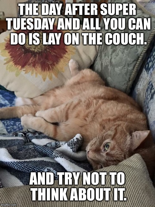 The Day After Super Tuesday | THE DAY AFTER SUPER TUESDAY AND ALL YOU CAN DO IS LAY ON THE COUCH. AND TRY NOT TO THINK ABOUT IT. | image tagged in funny,politics,cats | made w/ Imgflip meme maker