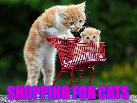 Cats: The Road | SHOPPING FOR CATS | image tagged in cats the road | made w/ Imgflip meme maker