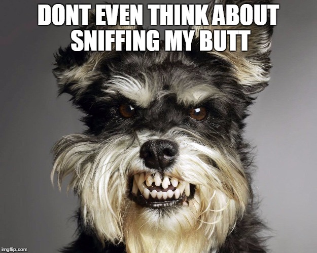Angry Dog | DONT EVEN THINK ABOUT SNIFFING MY BUTT | image tagged in angry dog | made w/ Imgflip meme maker