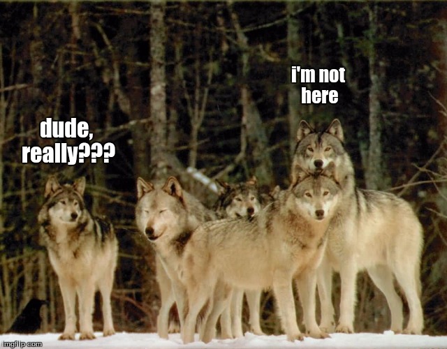 wolf pack | i'm not here; dude, really??? | image tagged in wolf pack | made w/ Imgflip meme maker