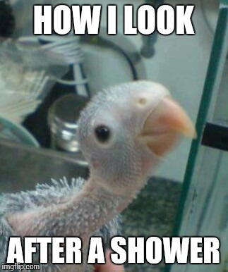 How I look after a hot shower... | HOW I LOOK; AFTER A SHOWER | image tagged in funny memes,memes,naked,bird,crazy eyed bird,cute bird | made w/ Imgflip meme maker