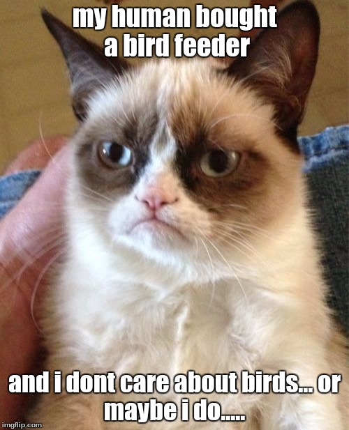 Grumpy Cat Meme | my human bought a bird feeder; and i dont care about birds...
or maybe i do..... | image tagged in memes,grumpy cat | made w/ Imgflip meme maker