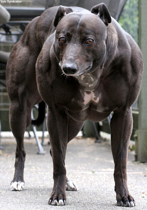 muscle dog Blank Meme Template