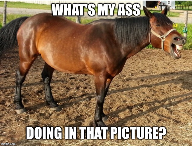 LAUGHING HORSE | WHAT'S MY ASS DOING IN THAT PICTURE? | image tagged in laughing horse | made w/ Imgflip meme maker