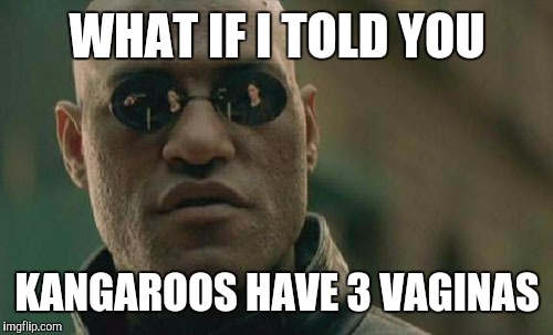 Matrix Morpheus Meme | WHAT IF I TOLD YOU KANGAROOS HAVE 3 VA**NAS | image tagged in memes,matrix morpheus | made w/ Imgflip meme maker