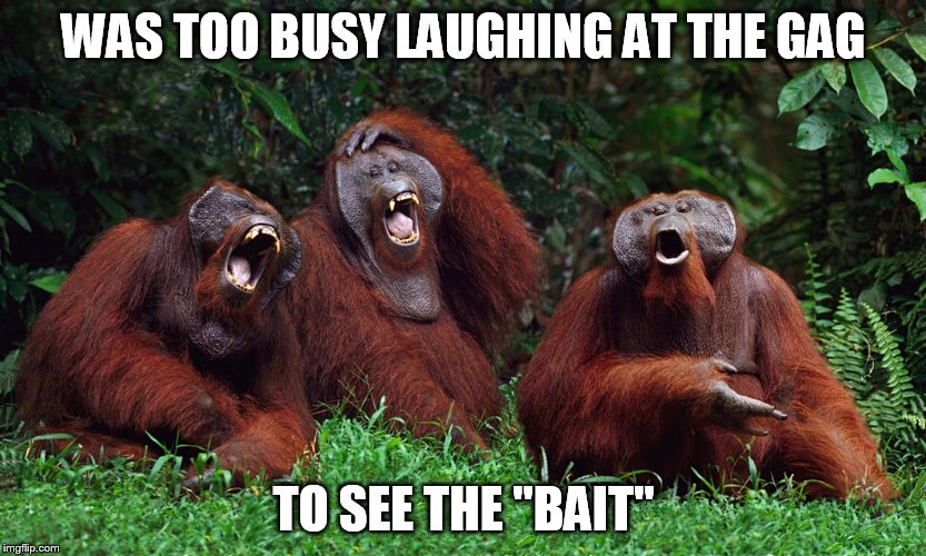 laughing orangutans | WAS TOO BUSY LAUGHING AT THE GAG TO SEE THE "BAIT" | image tagged in laughing orangutans | made w/ Imgflip meme maker