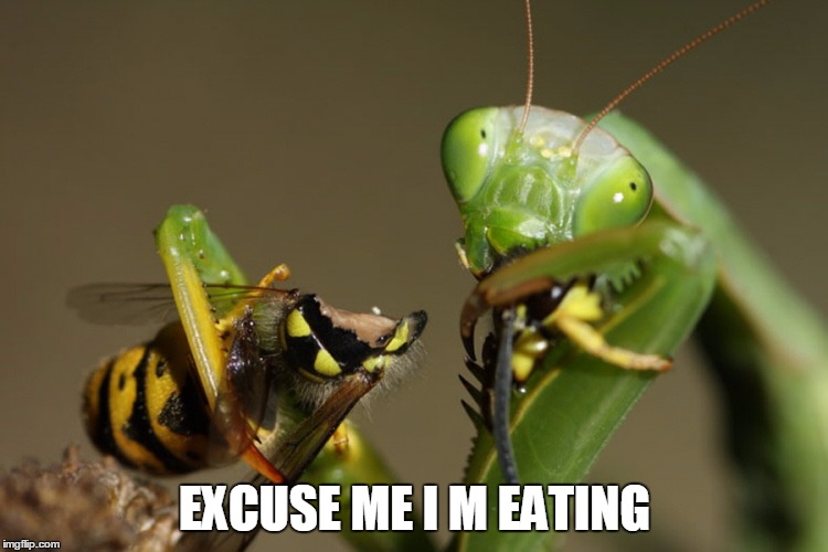 EXCUSE ME I M EATING | image tagged in eating | made w/ Imgflip meme maker