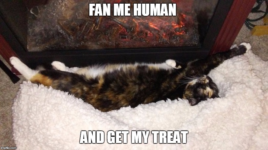 FAN ME HUMAN; AND GET MY TREAT | made w/ Imgflip meme maker