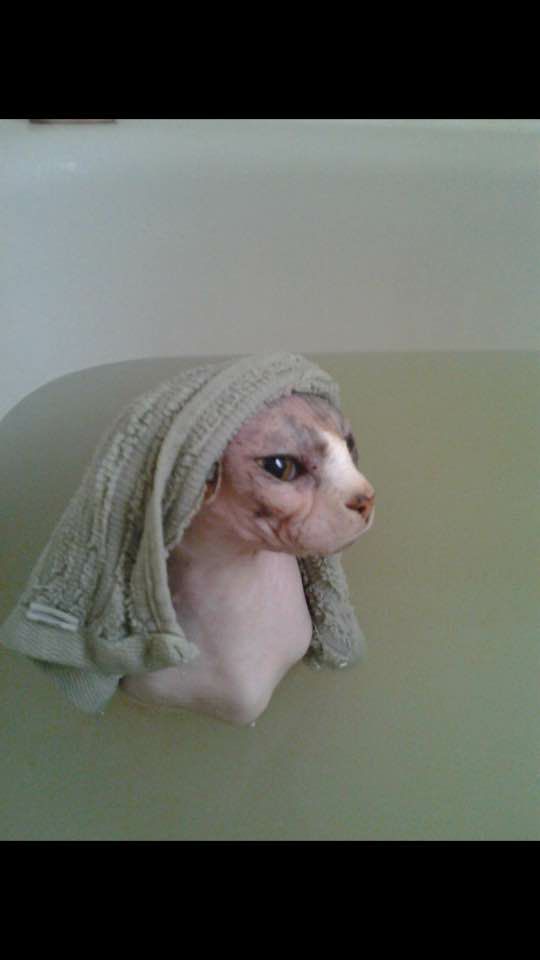 Hairless Cat Bath Blank Meme Template