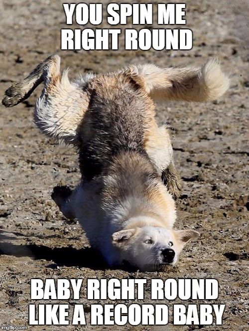 You Spin Me Right Round #2 | YOU SPIN ME RIGHT ROUND; BABY RIGHT ROUND LIKE A RECORD BABY | image tagged in dog breakdancer,music,songs,rick astley,troll,silly | made w/ Imgflip meme maker