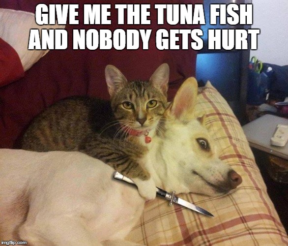 Don't Make Me Do This  | GIVE ME THE TUNA FISH AND NOBODY GETS HURT | image tagged in cats,dogs,psycho | made w/ Imgflip meme maker