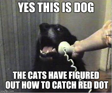 YES THIS IS DOG THE CATS HAVE FIGURED OUT HOW TO CATCH RED DOT | made w/ Imgflip meme maker