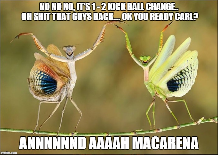 Praying mantis Macarena  | NO NO NO, IT'S 1 - 2 KICK BALL CHANGE.. OH SHIT THAT GUYS BACK.... OK YOU READY CARL? ANNNNNND AAAAH MACARENA | image tagged in macarena,praying mantis,dance dance,dance lesson,nat geo | made w/ Imgflip meme maker