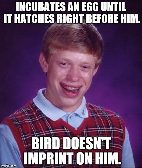 Bad Luck Brian | INCUBATES AN EGG UNTIL IT HATCHES RIGHT BEFORE HIM. BIRD DOESN'T IMPRINT ON HIM. | image tagged in memes,bad luck brian | made w/ Imgflip meme maker