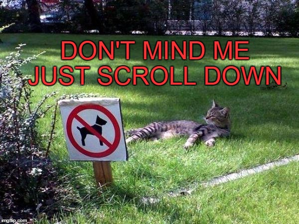 Thug Life | DON'T MIND ME JUST SCROLL DOWN | image tagged in memes,cats,relaxing,segregation | made w/ Imgflip meme maker
