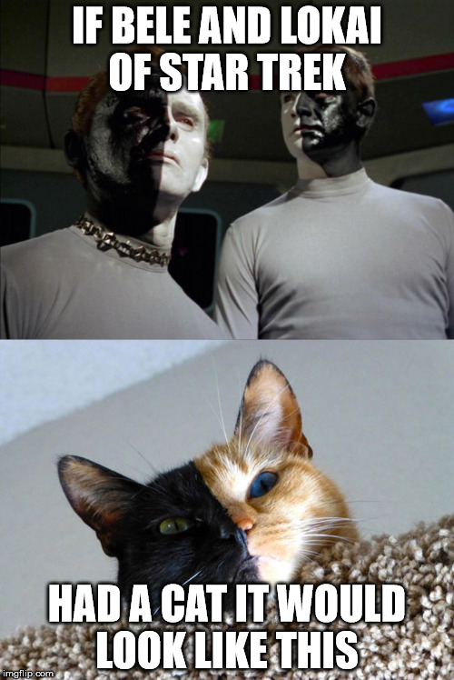 Star trek cat  | IF BELE AND LOKAI OF STAR TREK; HAD A CAT IT WOULD LOOK LIKE THIS | image tagged in star trek | made w/ Imgflip meme maker