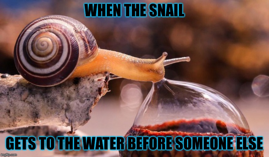 Snail gets water | WHEN THE SNAIL; GETS TO THE WATER BEFORE SOMEONE ELSE | image tagged in aaaaand its gone | made w/ Imgflip meme maker