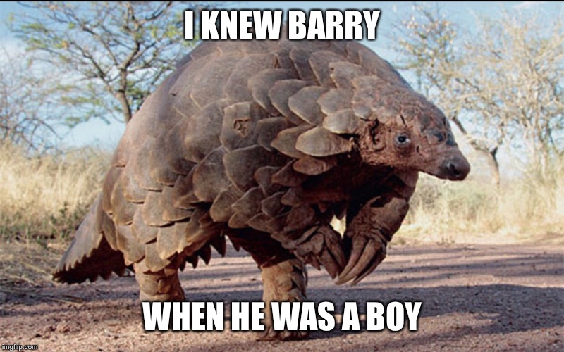 I KNEW BARRY WHEN HE WAS A BOY | image tagged in pangolin all fours | made w/ Imgflip meme maker