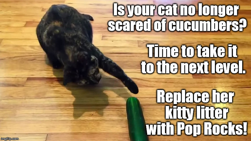 It's okay. She has eight more lives. | Is your cat no longer scared of cucumbers? Time to take it to the next level. Replace her kitty litter with Pop Rocks! | image tagged in cat cucumber,kitty litter,scared cat,cat meme | made w/ Imgflip meme maker