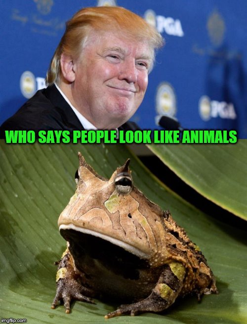 TRUMP | WHO SAYS PEOPLE LOOK LIKE ANIMALS | image tagged in frogs | made w/ Imgflip meme maker