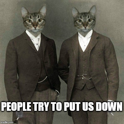 just because we cat around... | PEOPLE TRY TO PUT US DOWN | image tagged in the who,haters,cats | made w/ Imgflip meme maker