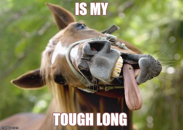 horsessuck | IS MY; TOUGH LONG | image tagged in horsessuck | made w/ Imgflip meme maker