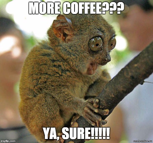 FreakedSlowlori | MORE COFFEE??? YA, SURE!!!!! | image tagged in freakedslowlori | made w/ Imgflip meme maker