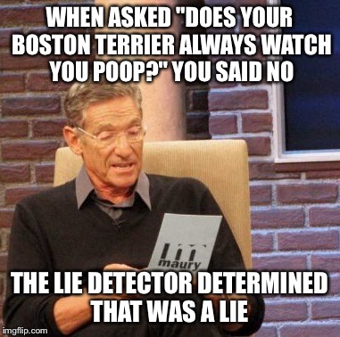Maury Lie Detector Meme | WHEN ASKED "DOES YOUR BOSTON TERRIER ALWAYS WATCH YOU POOP?" YOU SAID NO; THE LIE DETECTOR DETERMINED THAT WAS A LIE | image tagged in memes,maury lie detector | made w/ Imgflip meme maker