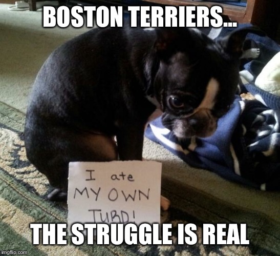 BOSTON TERRIERS... THE STRUGGLE IS REAL | image tagged in boston terrier | made w/ Imgflip meme maker