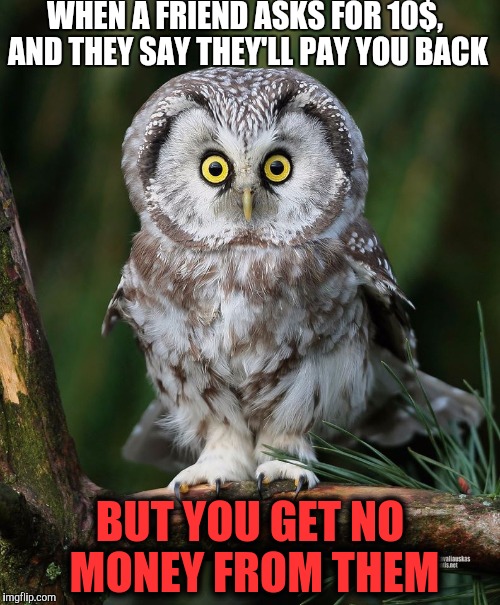 Owl | WHEN A FRIEND ASKS FOR 10$, AND THEY SAY THEY'LL PAY YOU BACK; BUT YOU GET NO MONEY FROM THEM | image tagged in owl | made w/ Imgflip meme maker