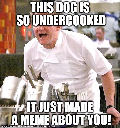 Chef Gordon Ramsay | THIS DOG IS SO UNDERCOOKED; IT JUST MADE A MEME ABOUT YOU! | image tagged in memes,chef gordon ramsay | made w/ Imgflip meme maker