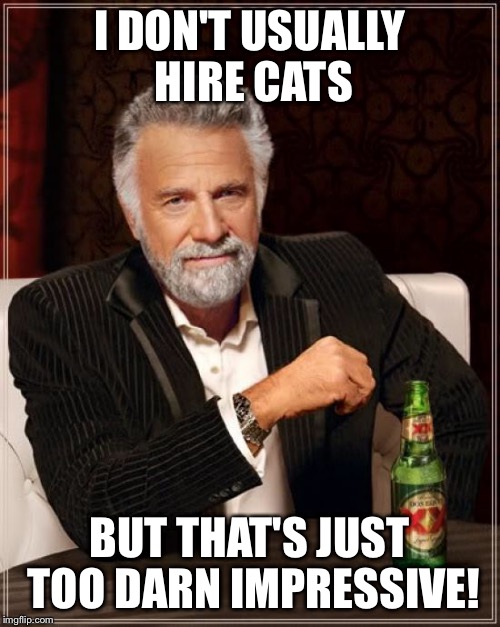 The Most Interesting Man In The World Meme | I DON'T USUALLY HIRE CATS BUT THAT'S JUST TOO DARN IMPRESSIVE! | image tagged in memes,the most interesting man in the world | made w/ Imgflip meme maker