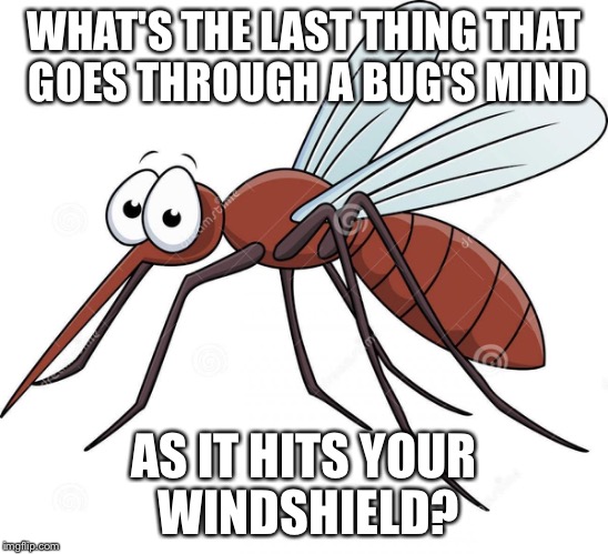 WHAT'S THE LAST THING THAT GOES THROUGH A BUG'S MIND AS IT HITS YOUR WINDSHIELD? | made w/ Imgflip meme maker