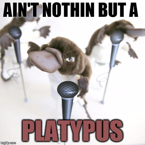 AIN'T NOTHIN BUT A PLATYPUS | image tagged in platypus | made w/ Imgflip meme maker