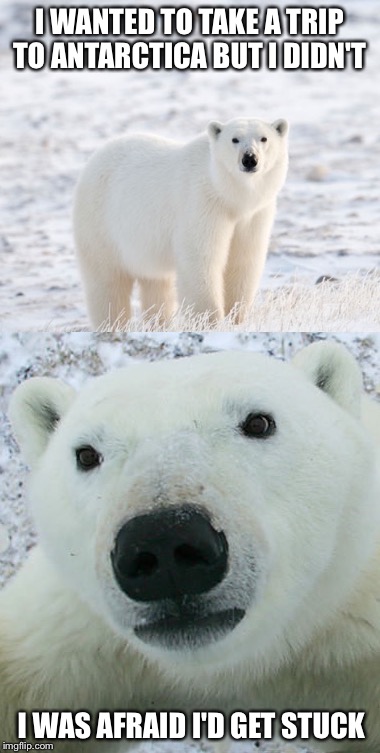Polar Bear Concerns | I WANTED TO TAKE A TRIP TO ANTARCTICA BUT I DIDN'T; I WAS AFRAID I'D GET STUCK | image tagged in polar bear,memes,funny,travel,vacation | made w/ Imgflip meme maker