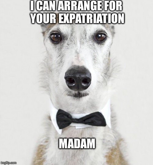 GREYHOUND | I CAN ARRANGE FOR YOUR EXPATRIATION MADAM | image tagged in greyhound | made w/ Imgflip meme maker