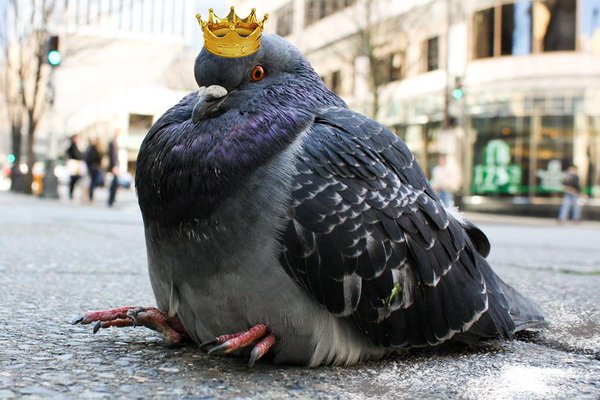 High Quality Pigeon Blank Meme Template