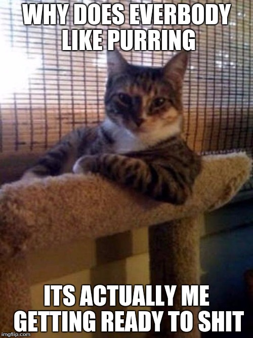 The Most Interesting Cat In The World Meme | WHY DOES EVERBODY LIKE PURRING; ITS ACTUALLY ME GETTING READY TO SHIT | image tagged in memes,the most interesting cat in the world | made w/ Imgflip meme maker