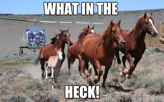 horses | WHAT IN THE; HECK! | image tagged in horses | made w/ Imgflip meme maker